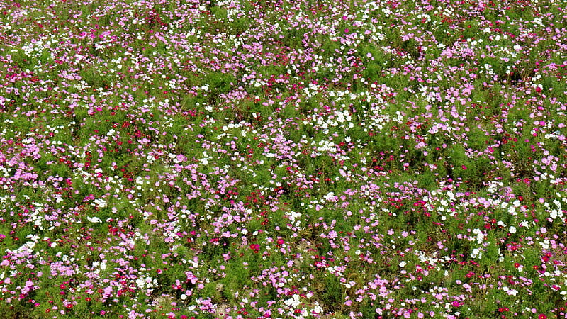 Cosmos, Red, White, deep pink, 3840x2160, Pink, Kosumosu, Cosmos bipinnatus, flowers, Flower, HD wallpaper