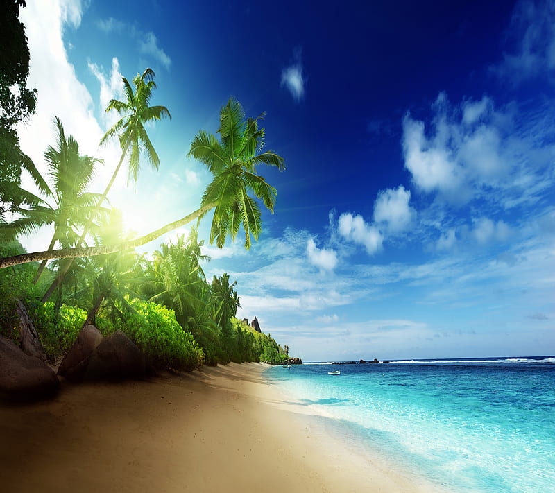 Paradise, beach, ocean, palm tree, shore, water, HD wallpaper | Peakpx