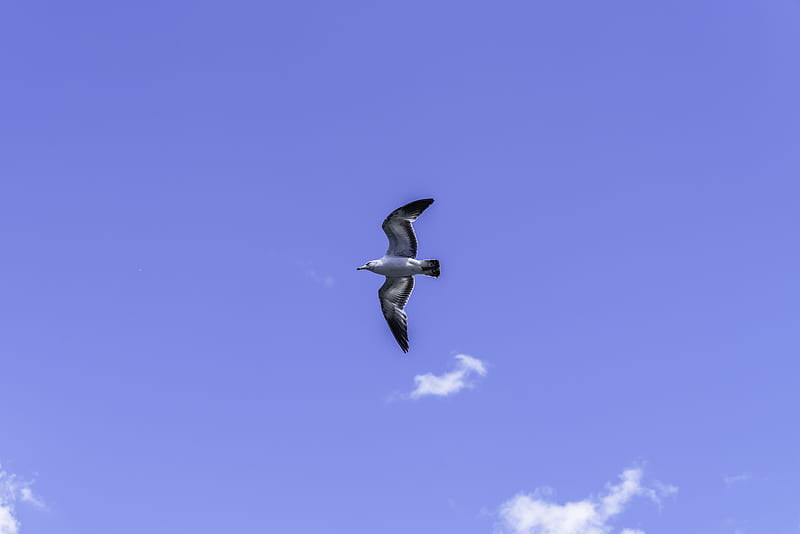 seagull, bird, flight, sky, blue, HD wallpaper