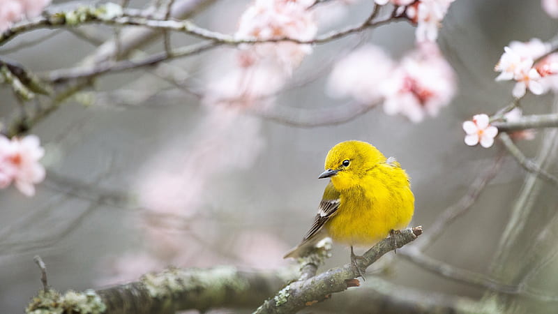 Yellow Pine Warbler Bird Is Standing On Pink Cherry Blossom Tree Branch Birds, HD wallpaper