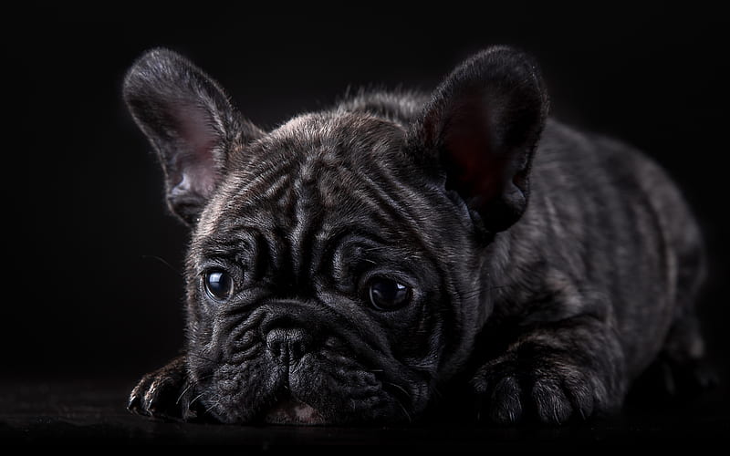 pets, french bulldog, puppy, cute animals, dogs, bulldog, HD wallpaper