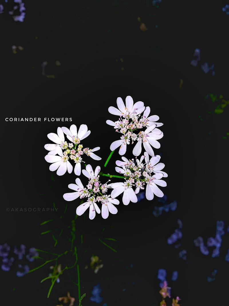 Coriander Flowers, black, dark, flower, season, white, HD phone wallpaper