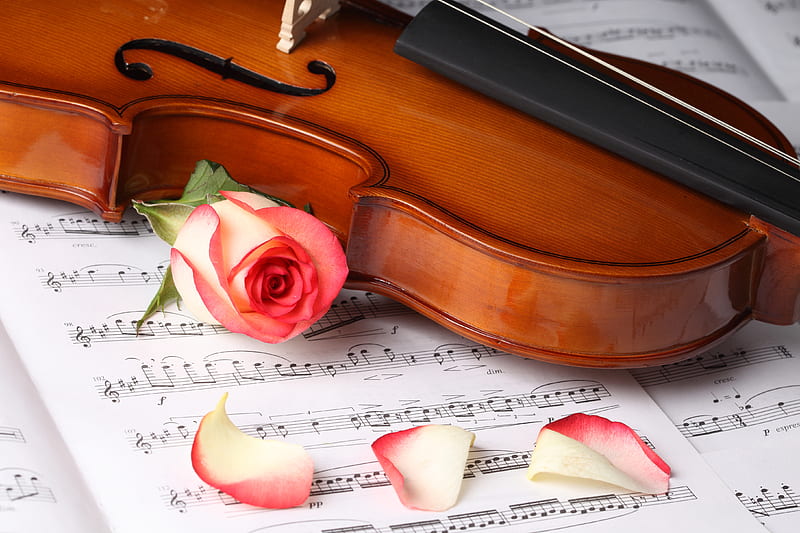 Romance, sweet melody, red, pretty, rose, lovely rose, notes, bonito, still life, graphy, nice, gentle, love, harmony, violin, lovely, music, elegantly, rose petals, cool, flower, petals, beautiful music, HD wallpaper