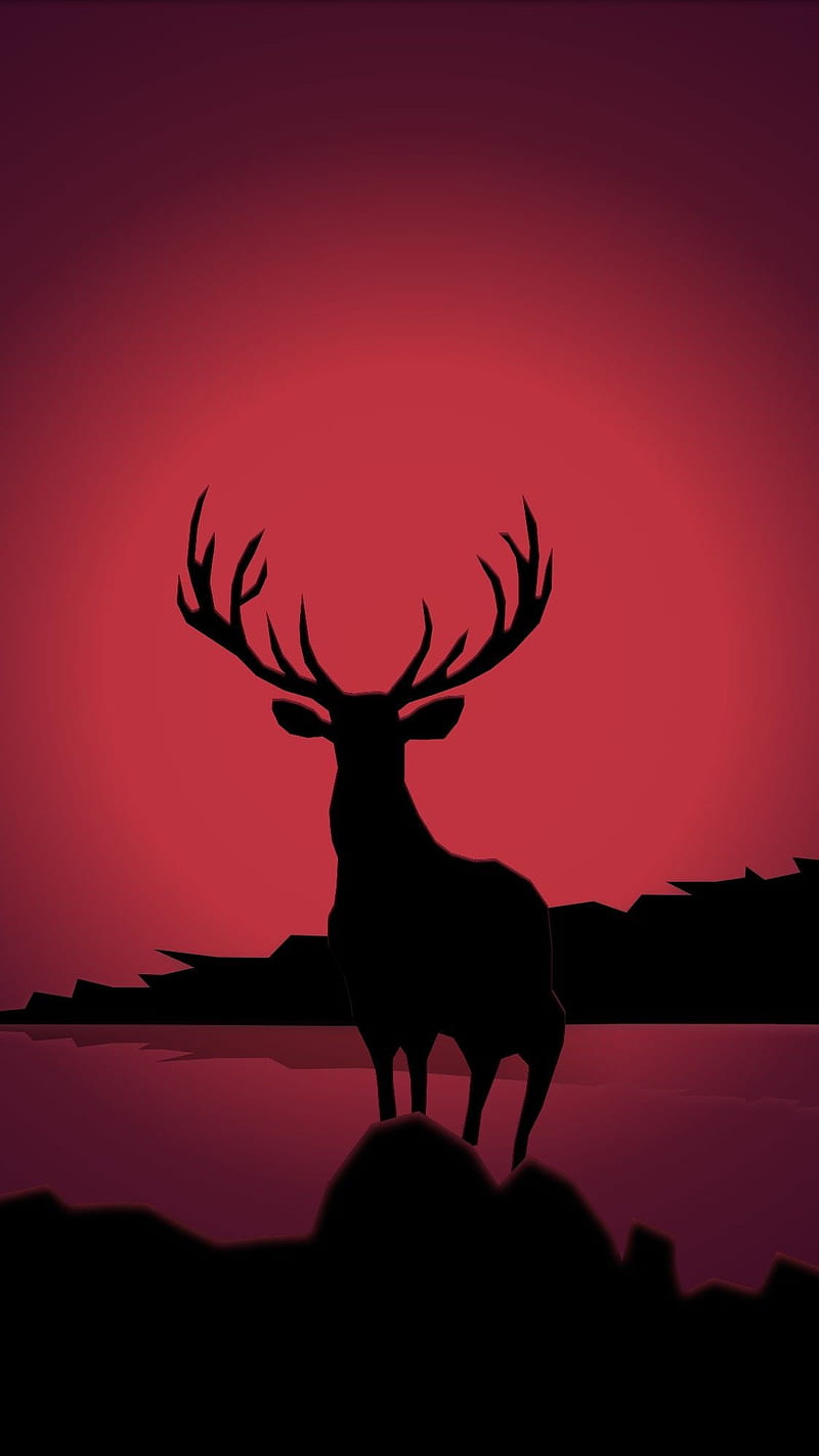 Deer, buck, bucks, forest, hunter, hunting, nature, tail, white, HD phone wallpaper