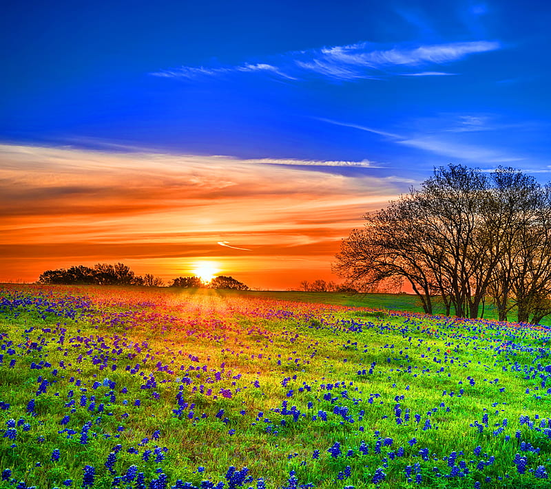 Flower Field, bonito, field, flowers, nature, sunset, sunshine, HD wallpaper