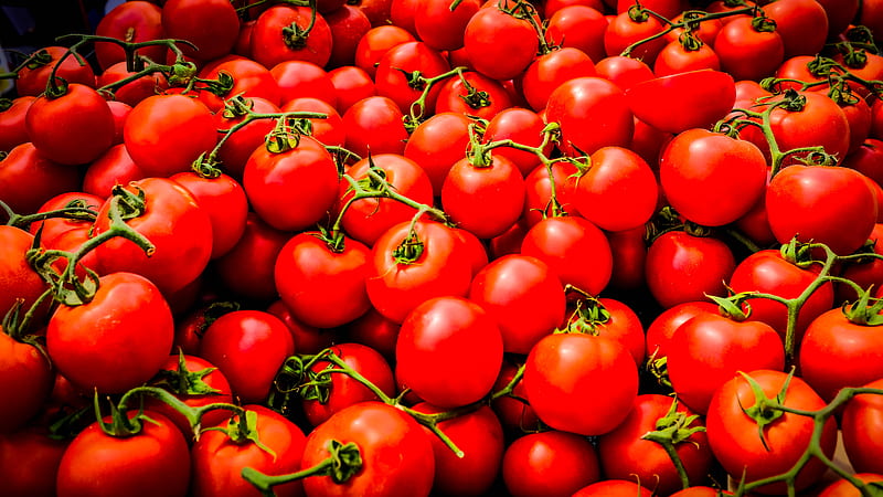 tomatoes, vegetables, branches, red, macro, HD wallpaper
