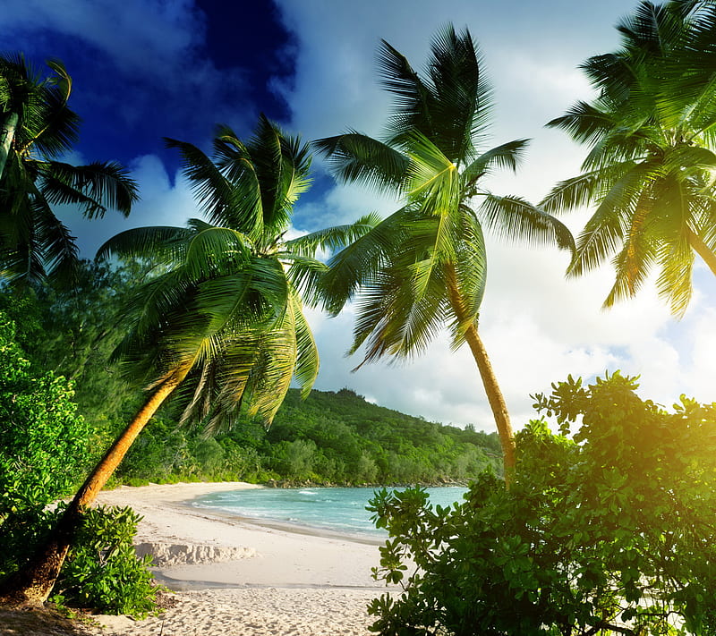 Tropical Paradise, beach, palms, sand, sea, seychelles, HD wallpaper ...
