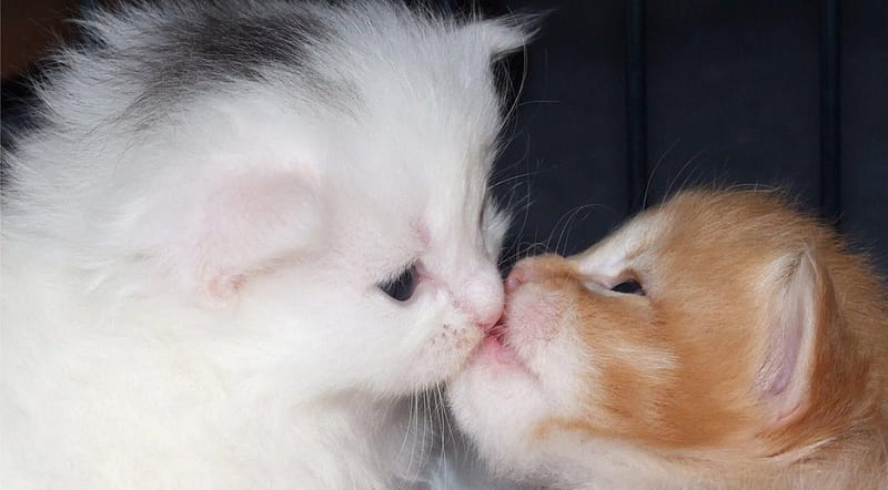 Called kitty love, kittens, cute, adorable, loveable, HD wallpaper | Peakpx