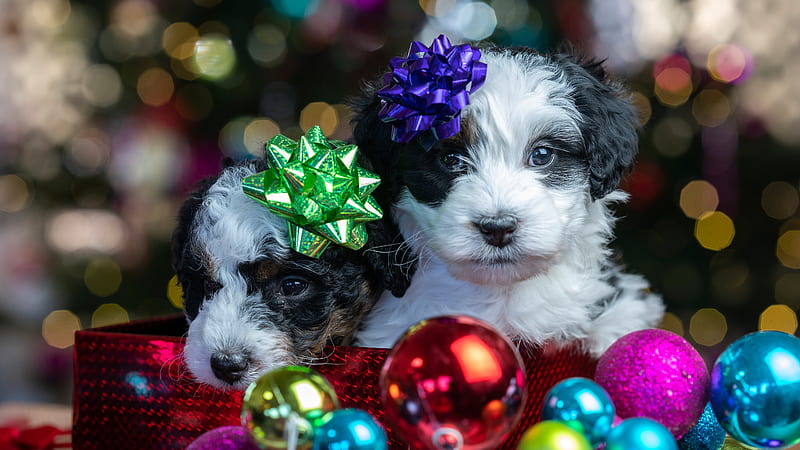 Cachorro de mascota bebé está decorado con adornos navideños animales, Fondo  de pantalla HD | Peakpx