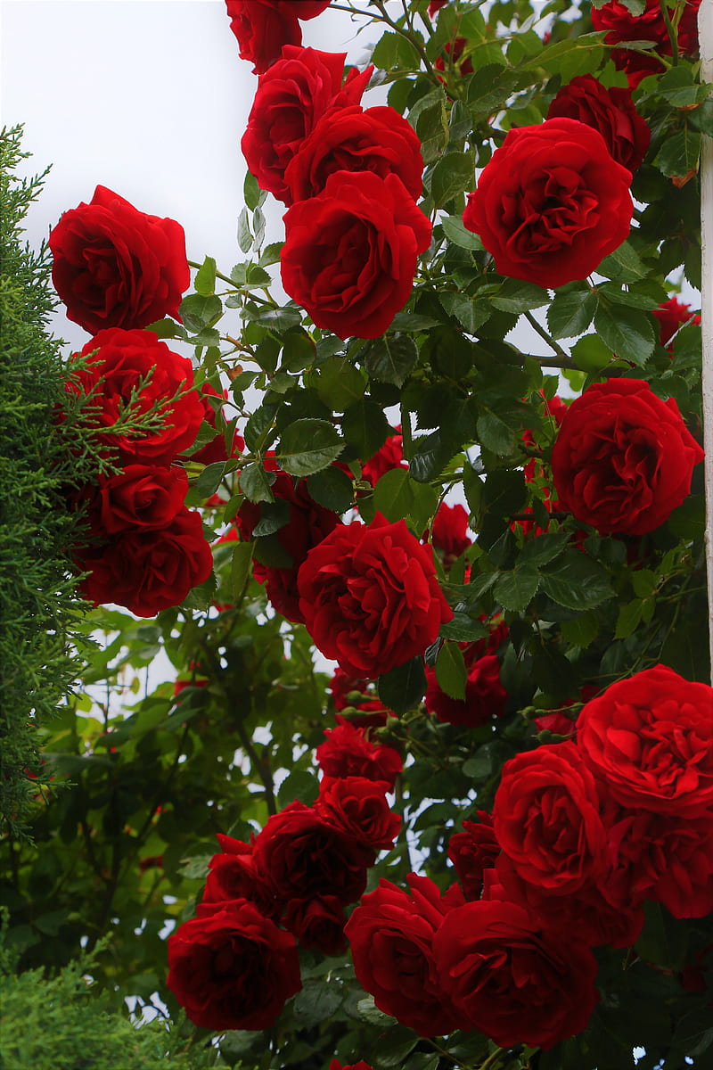 Red roses in bloom during daytime, HD phone wallpaper | Peakpx