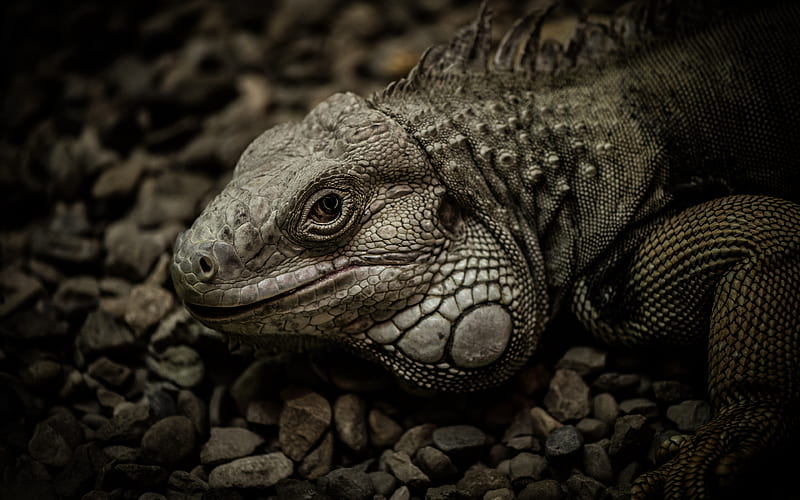 Iguana wildlife, reptile, lizards, Mexico, HD wallpaper