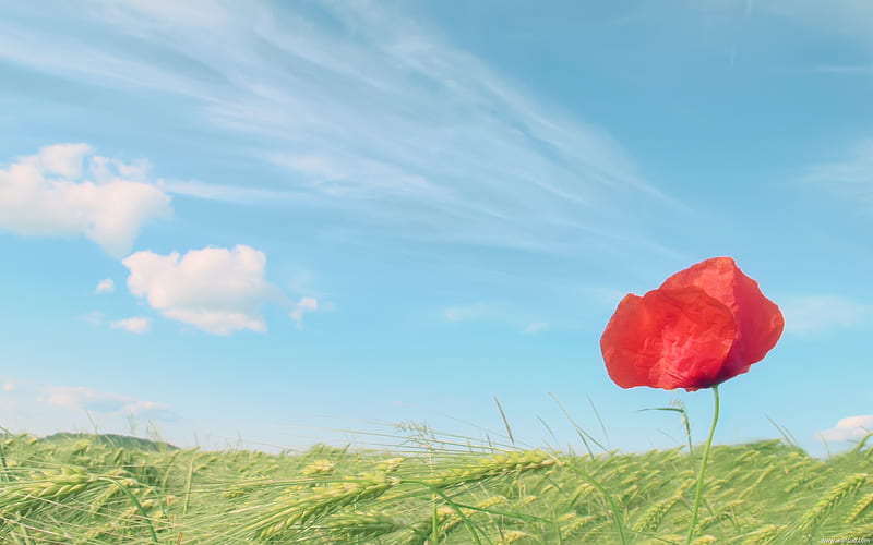 The Catcher in the poppy fields-Fresh and natural flowers, HD wallpaper