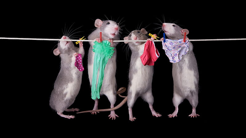 :-), year of the rat, mouse, rat, funny, soricei, rodent, animal, situation, HD wallpaper