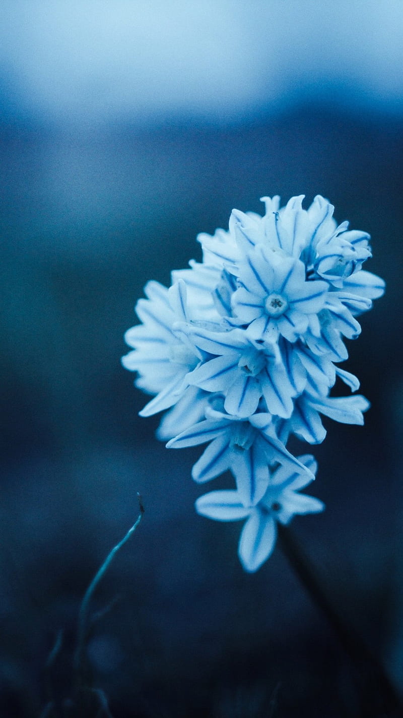 Blue Petals , flowers, nature, HD phone wallpaper
