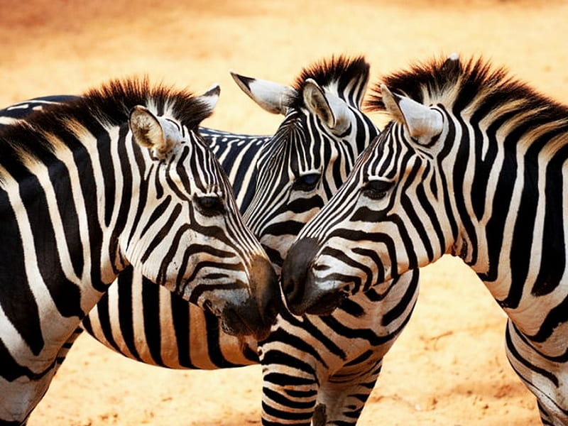 Three zebras, heads, stripes, faced, together, HD wallpaper