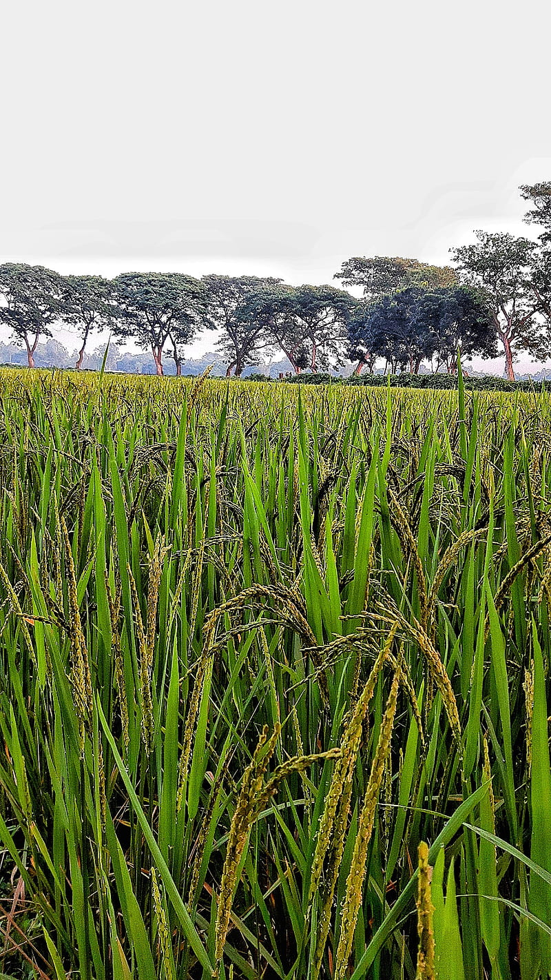 Paddy , bangladesh, blue, green, rice, sky, soil, HD phone wallpaper