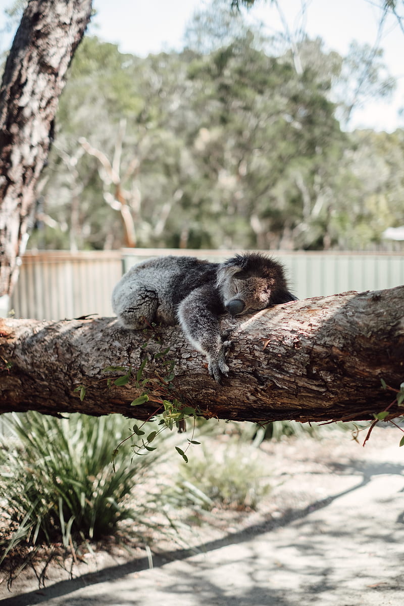 koala, sleep, tree, animal, HD phone wallpaper