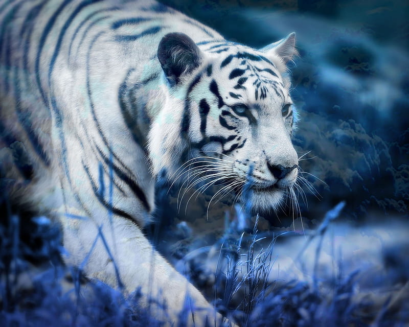 Tigre blanco, animales, grandes felinos, tigres blancos, Fondo de pantalla  HD | Peakpx