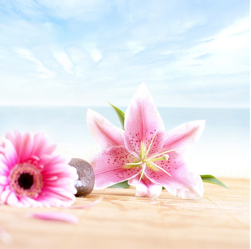 Peaceful Day, ocean, gerbera, lily, peaceful, clouds, sky, pink, sea, HD wallpaper