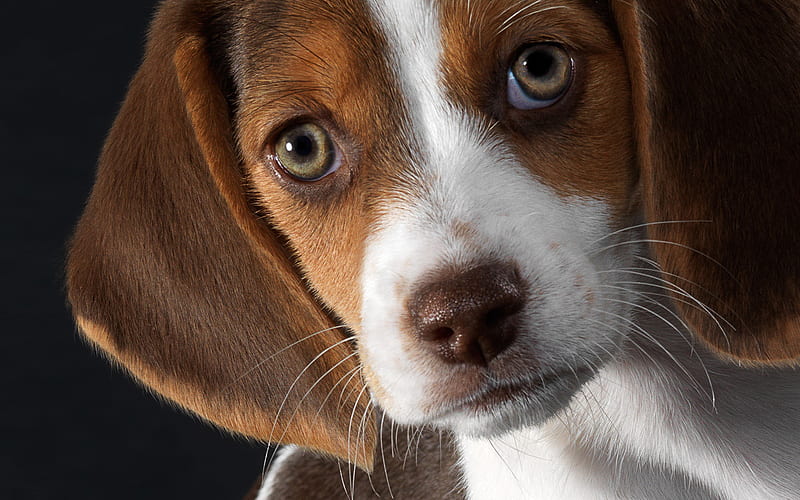 Beagle Dog, close-up, pets, small beagle, puppy, dogs, cute animals, Beagle, HD wallpaper