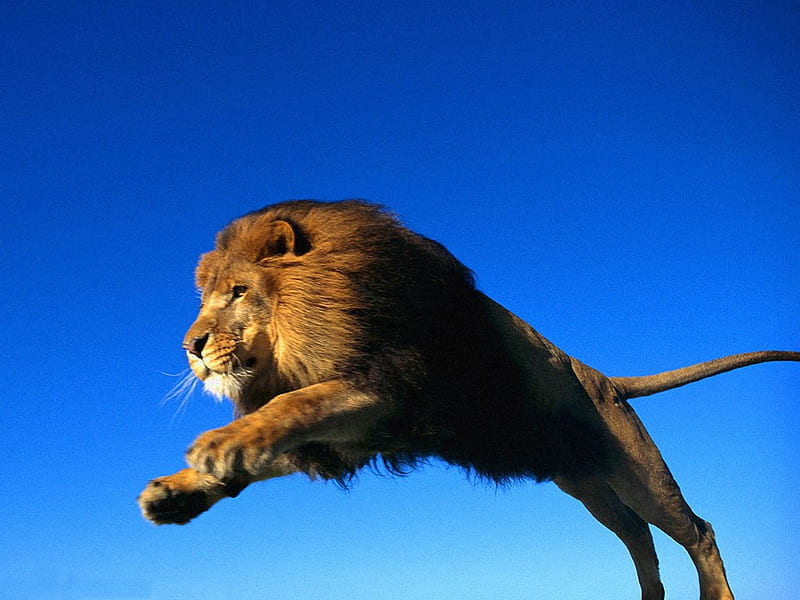 The big lion jump (for Patrice), male, background, sky, wall, lion, animal, big, wild, jump, blue, HD wallpaper