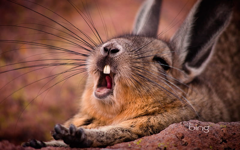Sleepy wild rabbits-October 2013 Bing, HD wallpaper