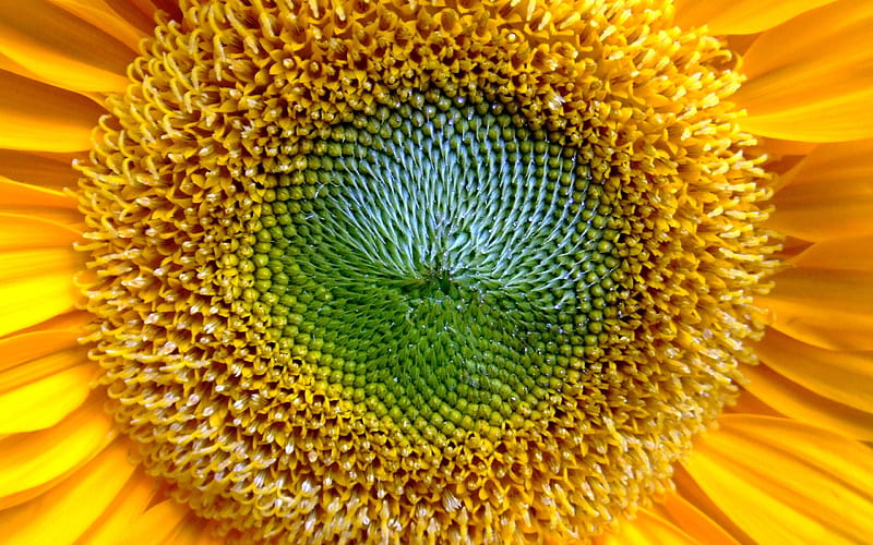 Golden Sunflower-Life because of you beautiful, HD wallpaper