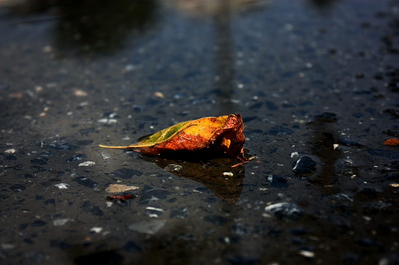 Fallen Leaf, autumn, tree, sephegu, water, nature, leaf, HD wallpaper
