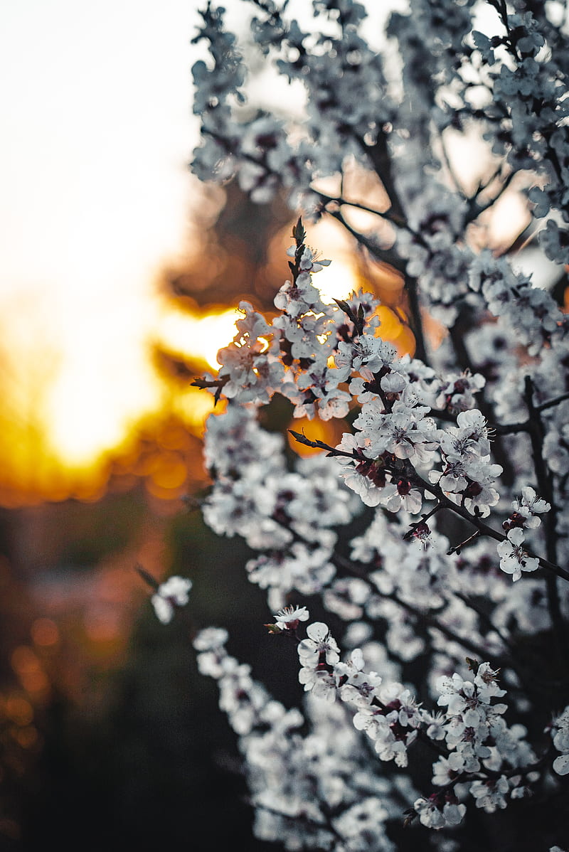 sakura, flowers, branches, blooms, spring, HD phone wallpaper