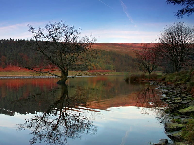 derwent-reservoir in autumn, nature, water, reflection, trees, HD wallpaper