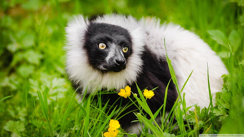 Indri (ruffed lemur), Indri, Threatened species, Current population trend decreasing, Critically endangered, HD wallpaper