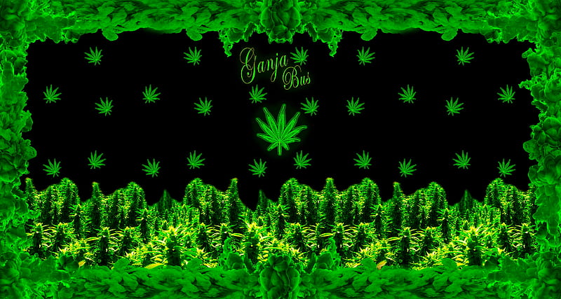 Ganja Bus , 420, Ganja, Weed, Marijuana, HD wallpaper