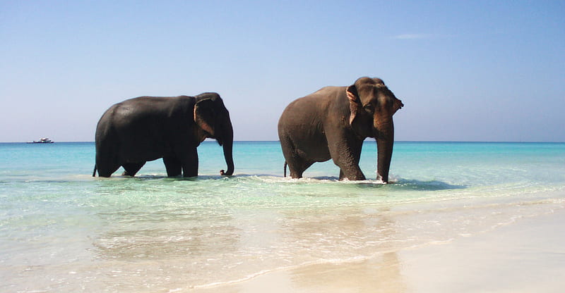 elephants on the beach, elephants, wet, ocean, sky, beach, sand, water, wild, beauty, nature, animals, blue, HD wallpaper