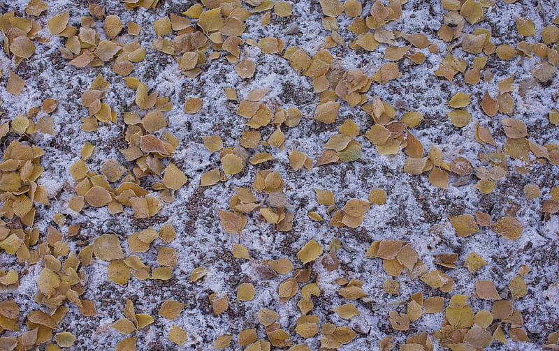Early winter snow and fallen leaves, leaves, grass, light snow, winter, leaf, HD wallpaper