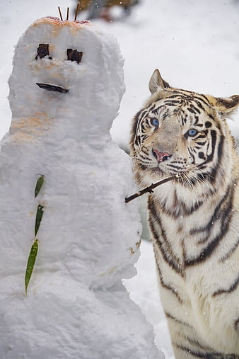 Free download white bengal tiger sweet white bengal tiger sweet white bengal  tiger [1024x768] for your Desktop, Mobile & Tablet, Explore 47+ Bengals  Wallpaper HD