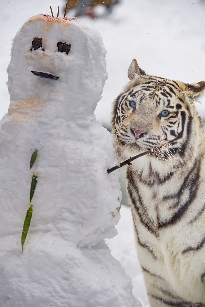 bengal tiger, tiger, animal, snowman, white, HD phone wallpaper