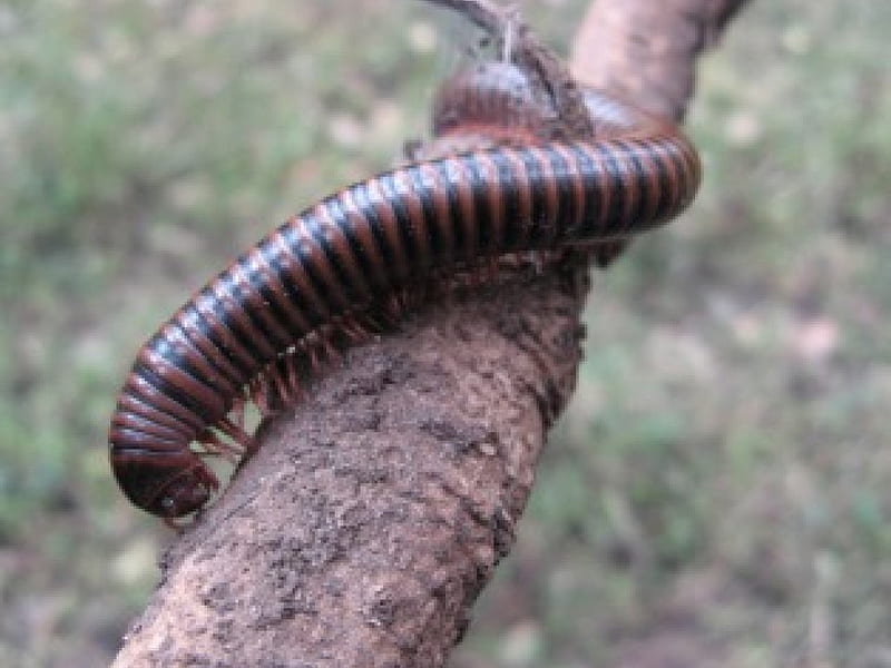 Centipede?, bug, insect, tree branch, cetipede, HD wallpaper