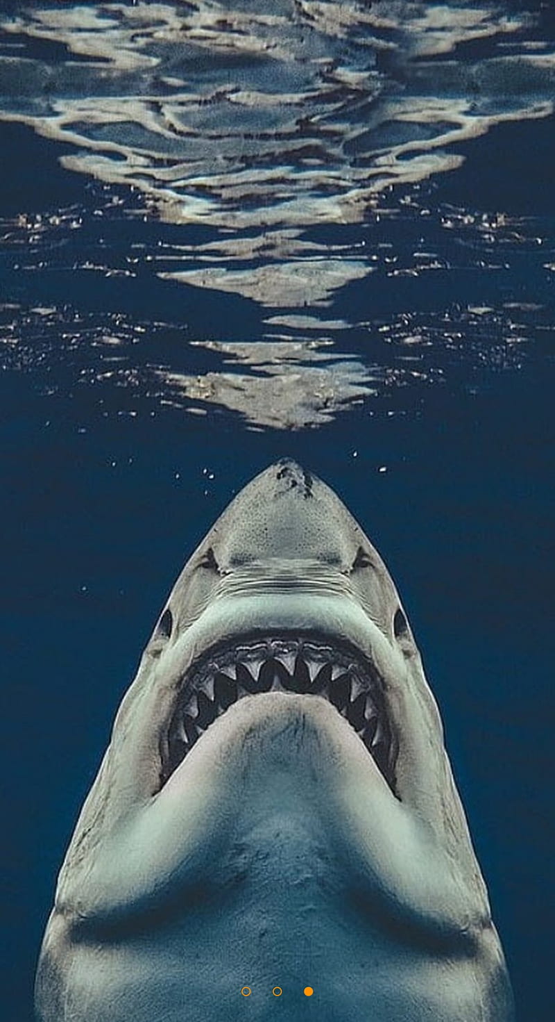 Jaws Shark, bite, fish, jaws, ocean, shark, water, HD phone wallpaper