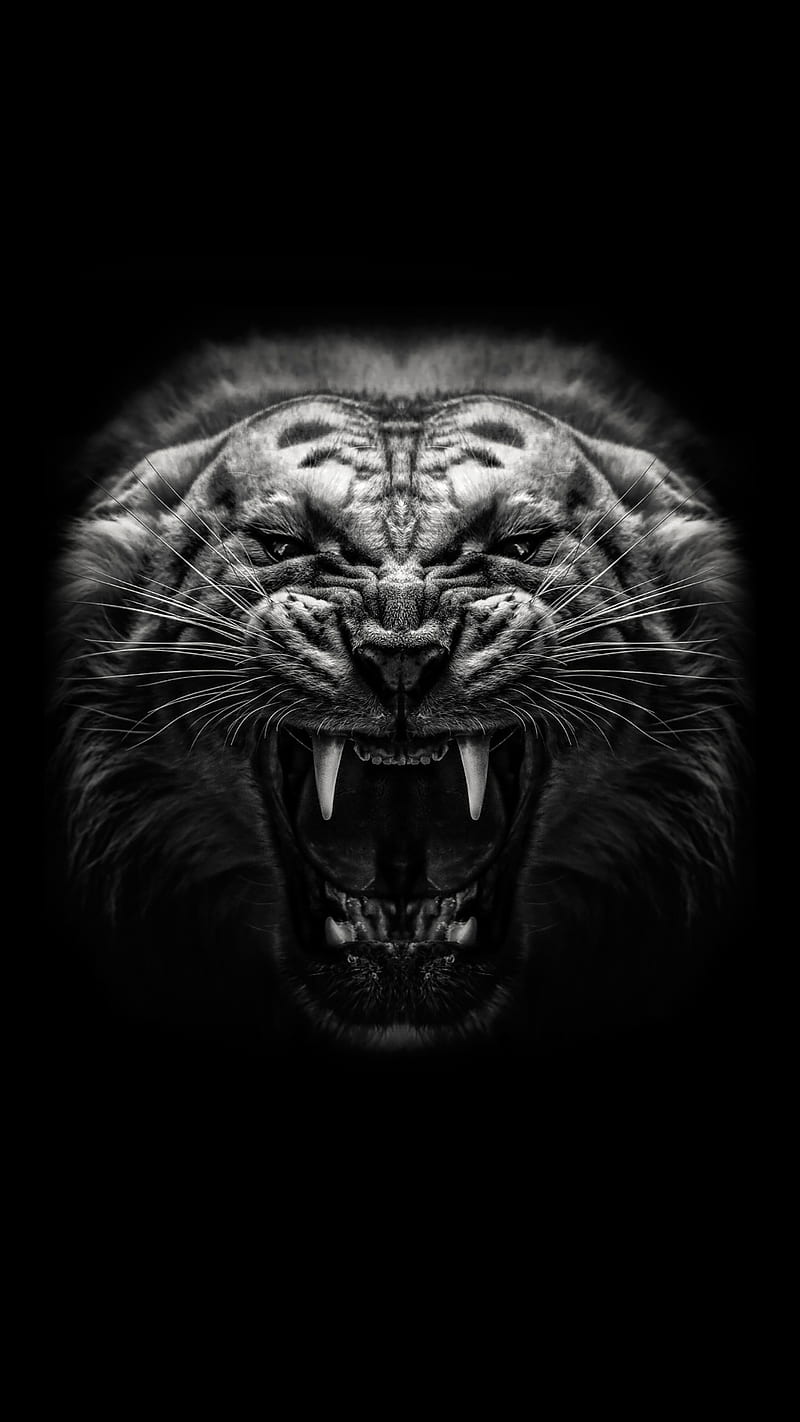 Angry Tiger, animal, black and white, black and white, bw, teeth, wild, HD phone wallpaper