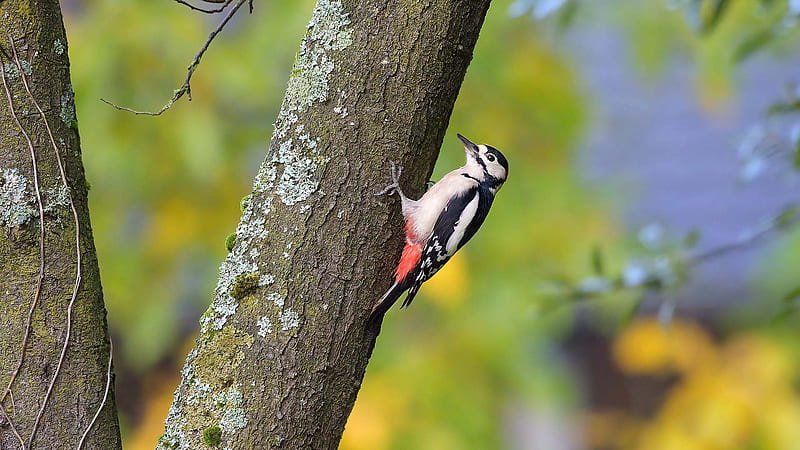 Black White Red Woodpecker Is Perching On Tree Trunk In Green Blur Background, HD wallpaper