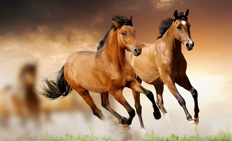 Two horses, Two, beasts, animals, horses, Gallop, HD wallpaper | Peakpx