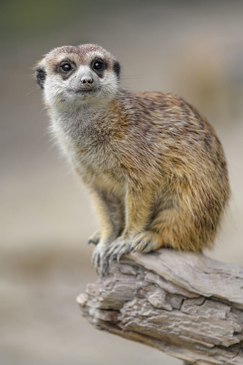 meerkat, animal, glance, cute, HD phone wallpaper