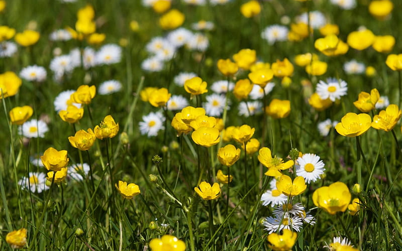 Field of Buttercups and Daisies, daisies, flowers, yellow, day, nature, white, buttercups, field, HD wallpaper