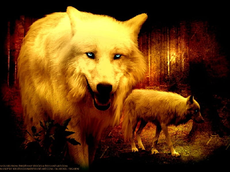 Wolf Beauty, Abstract, fantasy, wolves, animals, HD wallpaper | Peakpx