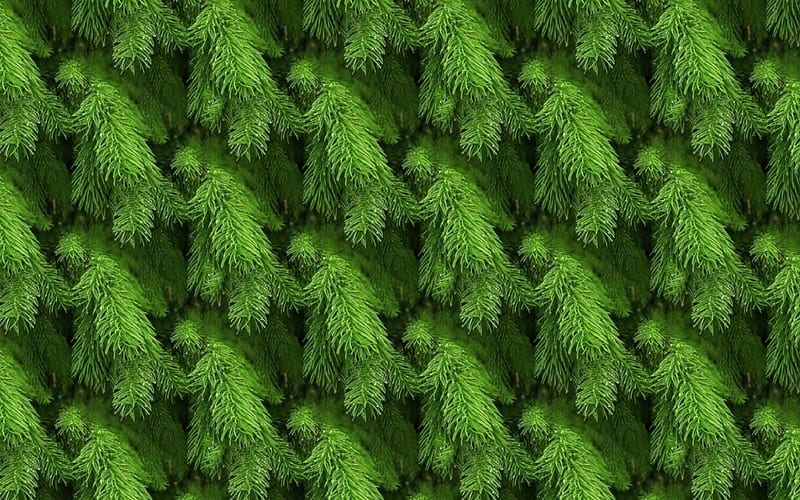 Christmas texture, needles, craciun, green, christmas, papaer, texture, fir, HD wallpaper