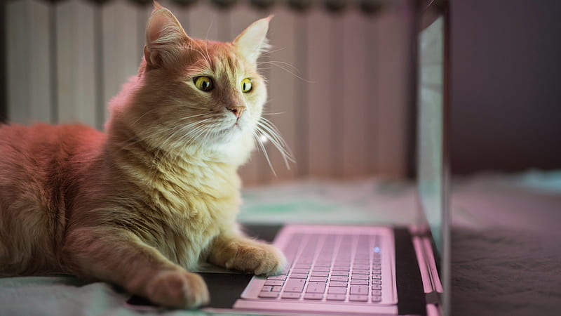 Funny Light Brown White Cat Is Seeing Laptop Screen Cat, HD wallpaper