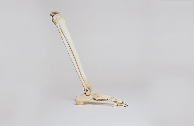 human leg skeleton, HD wallpaper