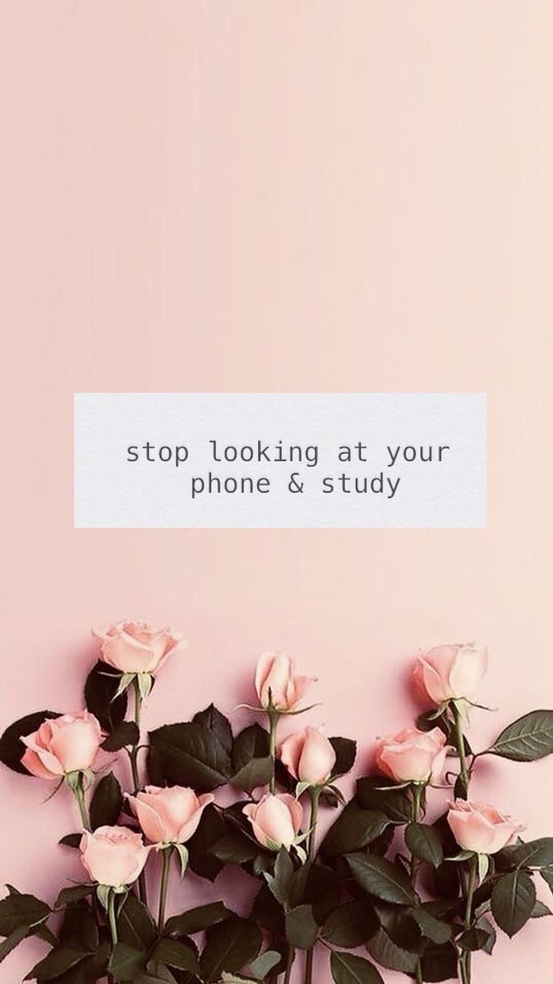 Study Motivation, Stop Looking At Your Phone, pink roses, HD phone wallpaper