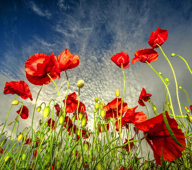Field Of Poppies, blue sky, field poppies, HD wallpaper