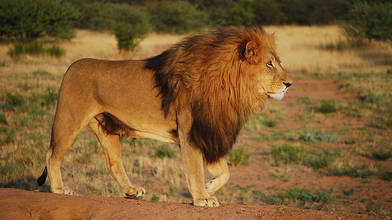 Predator Lion Is Walking On Forest Landscape Lion, HD wallpaper